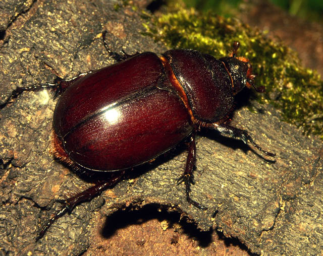 Oryctes nasicornis - Copyright Hugues Mouret